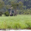 090 LOANGO Riviere Rembo Ngove Elephant Loxodonta africana cyclotis 12E5K2IMG_78713wtmk.jpg